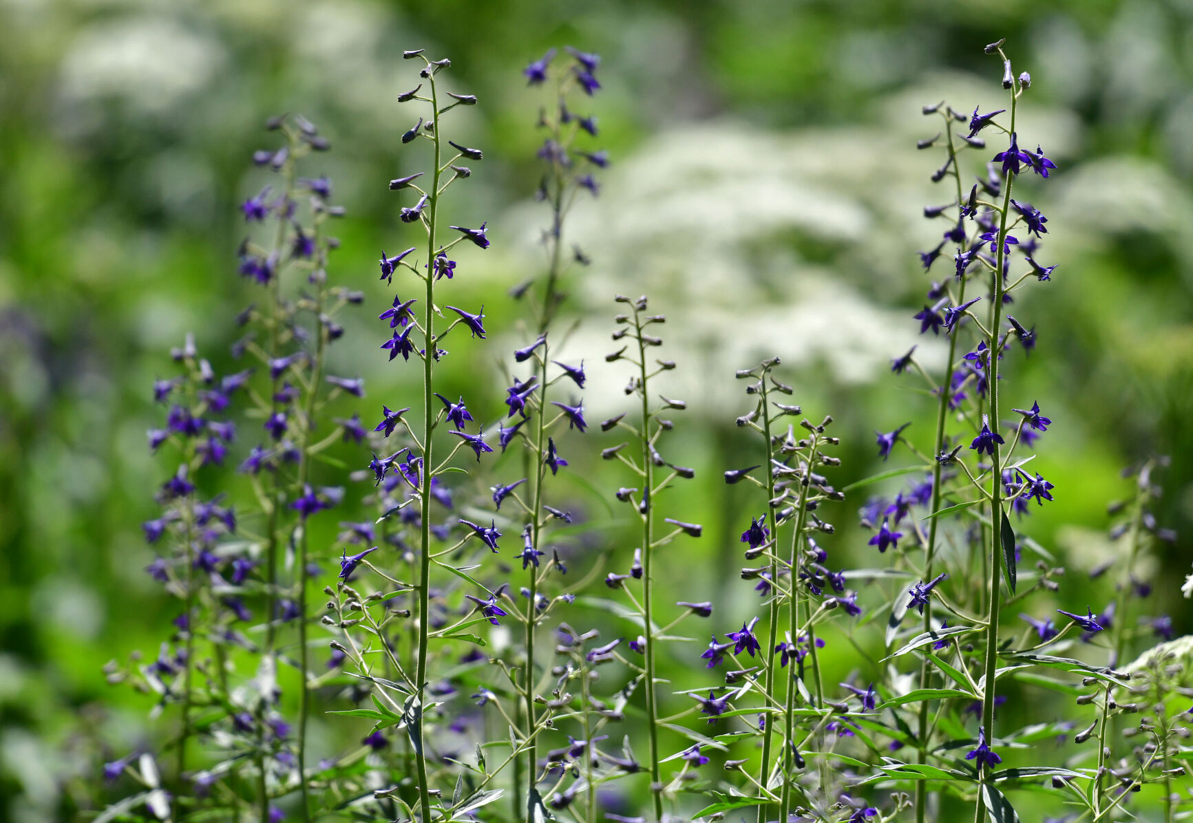 072420-news-wildflowers 08.JPG